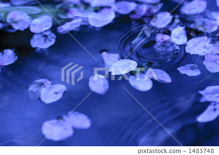 Cherry blossom petals in a puddle 1483748