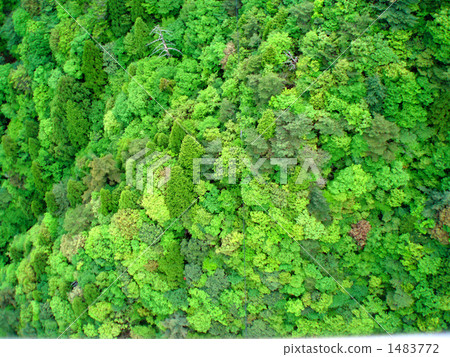 禦在所岳 灌木叢 草叢 1483772