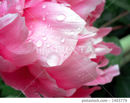 牡丹 芍藥 中國牡丹 1483779