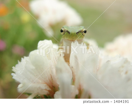 Surrounded by flowers 1484191