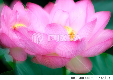 蓮花紅閃耀 1484193