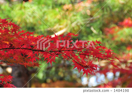 紅葉 深紅色 水面 1484198