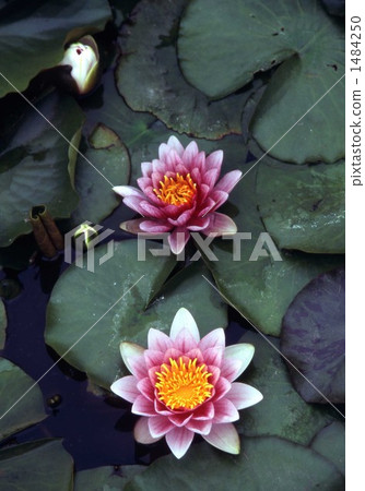Lotus flower Lotus flower 1484250