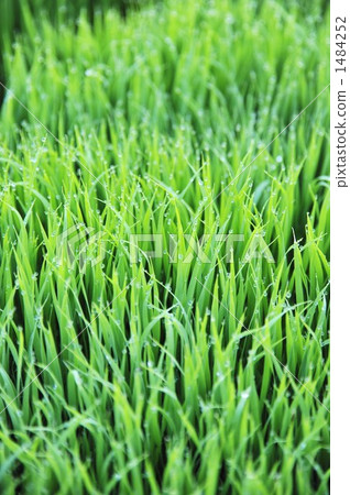 Rice seeds 1484252