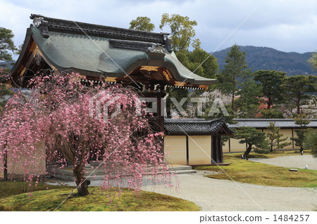daikakuji temple, weeping cherry tree, garden 1484257