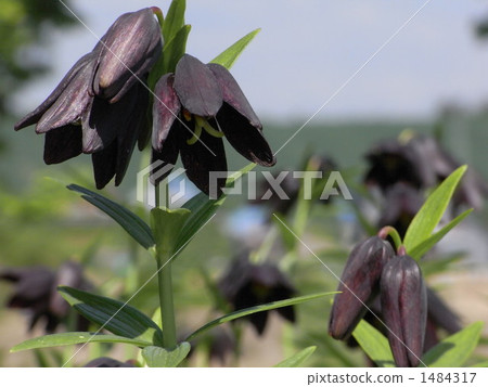 Black lily 1484317
