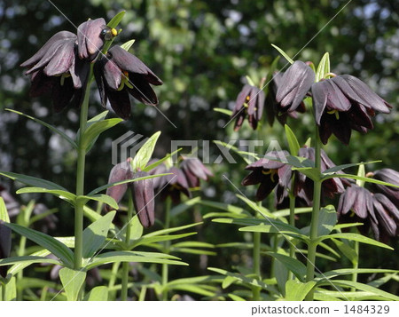 黑百合 黑百合 1484329