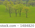 草地 草原 牧場 1484820