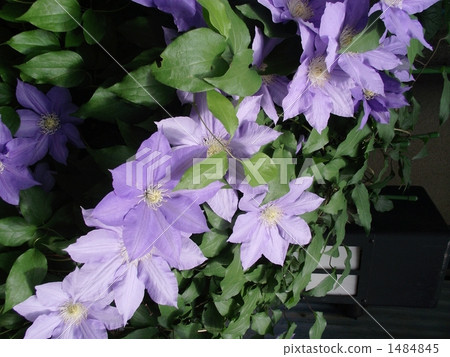 Clematis flower 1484845