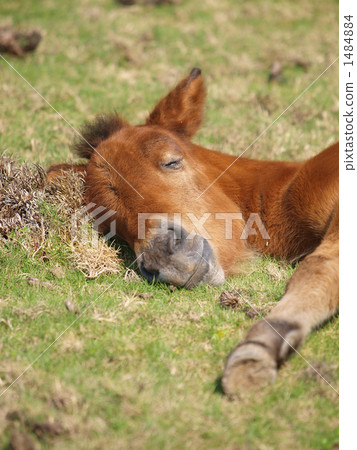 The dream of a foal is 1484884