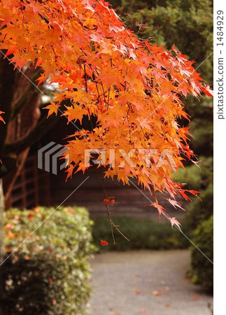 Autumn leaves of Nine years Autumn leaves of Nine years 1484929