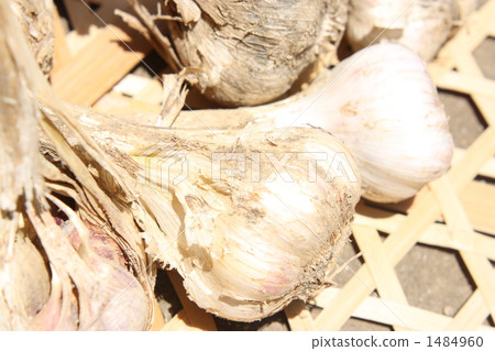 garlic, root crop, root crops 1484960