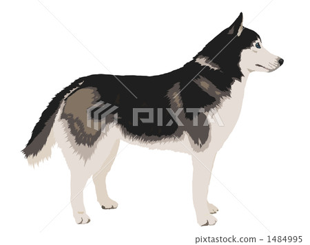 西伯利亞雪橇犬 西伯利亞雪橇犬 1484995