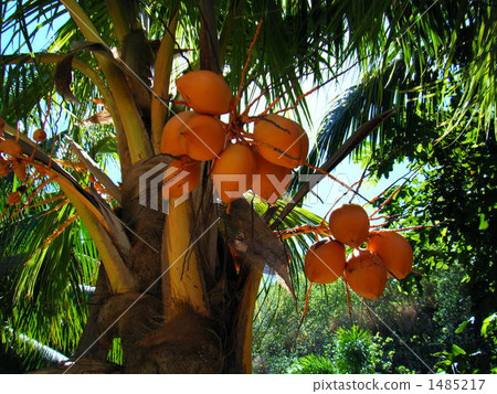 Palm fruit and tree Palm fruit and tree 1485217