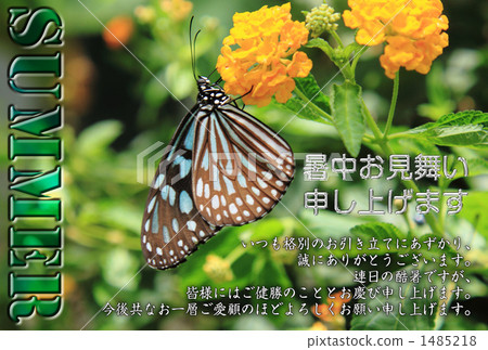 Butterfly meal Butterfly meal 1485218