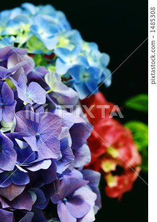 Hydrangea Hydrangea 1485308