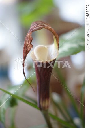 YUKIMOCHISOU 1485352