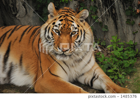 A tiger A tiger 1485376