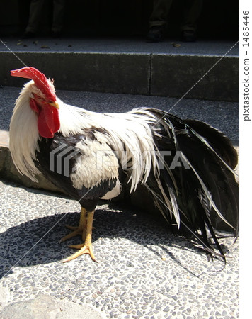 rooster, crest, cockscomb 1485446