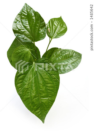 魚薄荷，Dokdami，越南食品配料 1485642