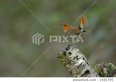 日本歌鴝 知更鳥 豐田市 1485795