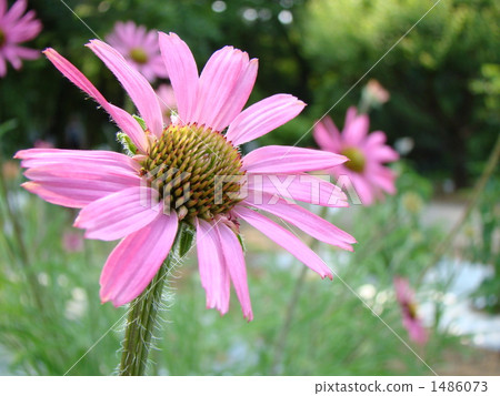 Echinacea tenesiensis 1486073