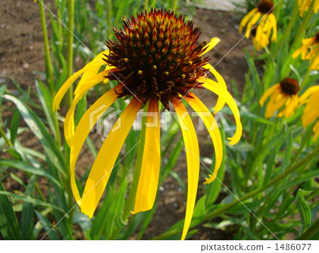 Echinacea paradoxa 1486077