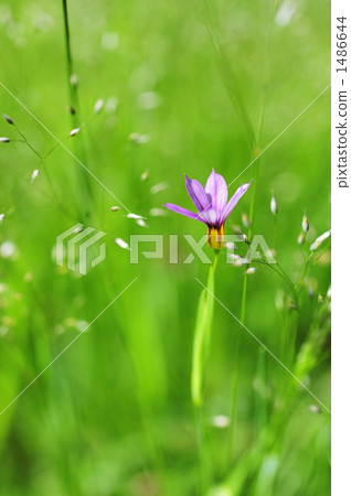 籃眼草 黃花庭菖蒲 野草 1486644