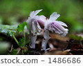 腐生植物 水晶蘭 野花 1486686