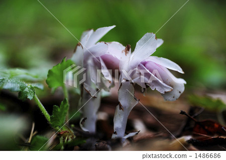 腐生植物 水晶蘭 野花 1486686