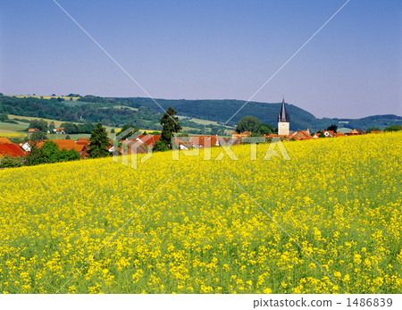 Rape flower field of Roda Rape flower field of Roda 1486839
