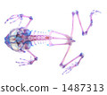 Transparent specimen of the frog 1487313