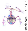 Transparent specimen of the frog 1487315