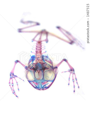 Transparent specimen of the frog 1487315