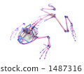Transparent specimen of the frog 1487316