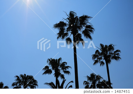 Blue sky and palm tree II Blue sky and palm tree II 1487451