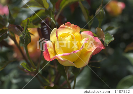 Rose (Spectra) Rose (Spectra) 1487522
