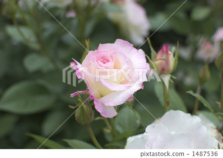 Roses (Matilda) 1487536
