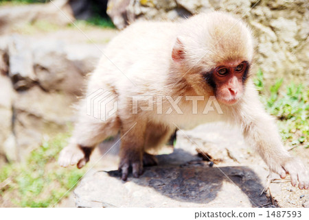 Walking children of Japanese monkeys Walking children of Japanese monkeys 1487593