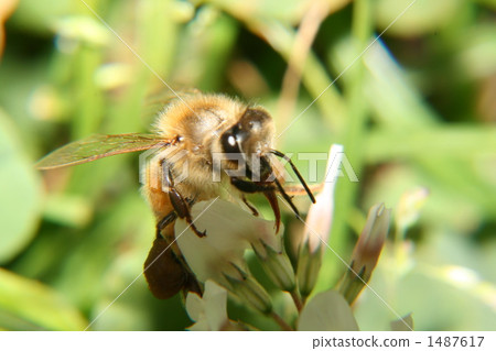 A bee 1487617