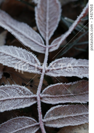 結霜的落葉 1487668
