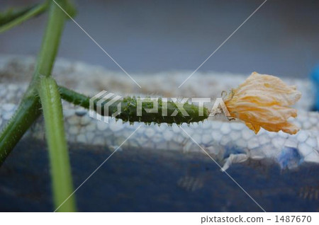 雌花 小黃瓜 黃瓜 1487670