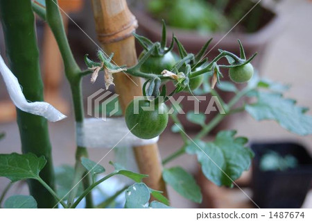 迷你蕃茄 蔬菜 菜園 1487674