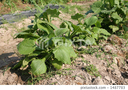 Yacon Field Yacon Field 1487783