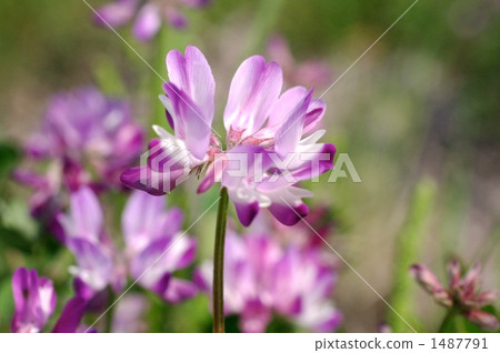 黃芪花 黃芪花 1487791