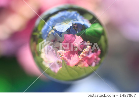 大理石透鏡 繡球花 球體 1487867