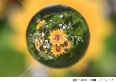 大理石透鏡 向日葵 石頭花 1487873