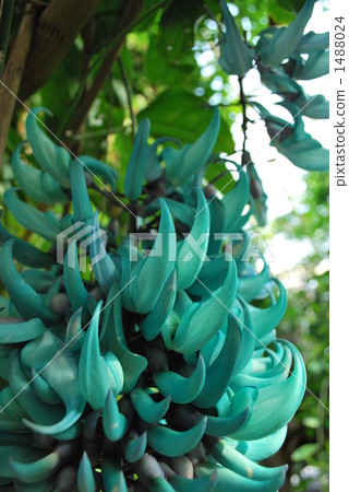 Honeysuckle 1488024