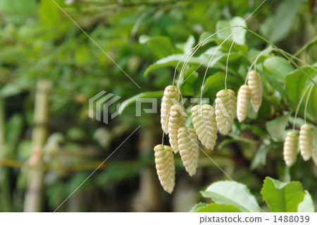 Madder beetle Madder beetle 1488039