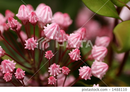 kalmialatifolia, mountain laurel, Kalmia 1488110